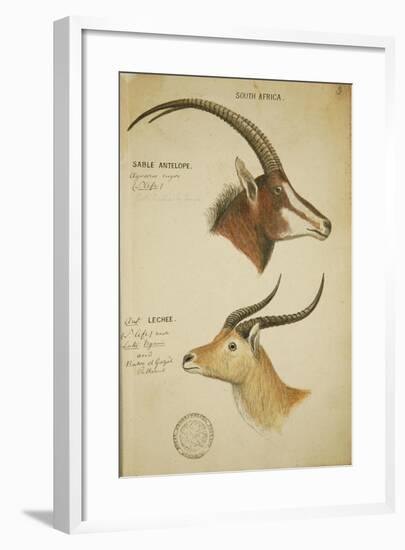 Two South African Antelope, C.1860-John Hanning Speke-Framed Giclee Print