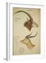 Two South African Antelope, C.1860-John Hanning Speke-Framed Giclee Print