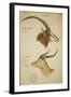 Two South African Antelope, C.1860-John Hanning Speke-Framed Giclee Print