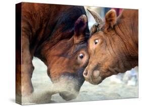 Two South Korean Bulls Lock Horns in the 2005 Bullfighting Festival in Seoul, South Korea-null-Stretched Canvas