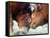 Two South Korean Bulls Lock Horns in the 2005 Bullfighting Festival in Seoul, South Korea-null-Framed Stretched Canvas