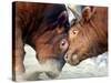 Two South Korean Bulls Lock Horns in the 2005 Bullfighting Festival in Seoul, South Korea-null-Stretched Canvas