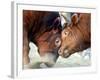 Two South Korean Bulls Lock Horns in the 2005 Bullfighting Festival in Seoul, South Korea-null-Framed Photographic Print