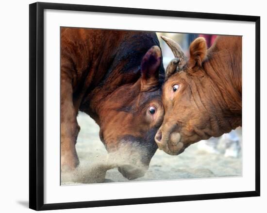 Two South Korean Bulls Lock Horns in the 2005 Bullfighting Festival in Seoul, South Korea-null-Framed Photographic Print