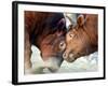 Two South Korean Bulls Lock Horns in the 2005 Bullfighting Festival in Seoul, South Korea-null-Framed Photographic Print