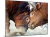 Two South Korean Bulls Lock Horns in the 2005 Bullfighting Festival in Seoul, South Korea-null-Mounted Photographic Print