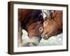 Two South Korean Bulls Lock Horns in the 2005 Bullfighting Festival in Seoul, South Korea-null-Framed Photographic Print