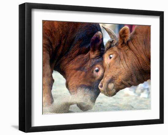 Two South Korean Bulls Lock Horns in the 2005 Bullfighting Festival in Seoul, South Korea-null-Framed Photographic Print