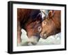 Two South Korean Bulls Lock Horns in the 2005 Bullfighting Festival in Seoul, South Korea-null-Framed Photographic Print