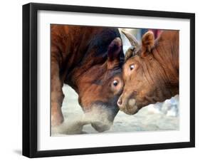 Two South Korean Bulls Lock Horns in the 2005 Bullfighting Festival in Seoul, South Korea-null-Framed Photographic Print