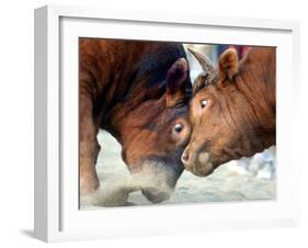 Two South Korean Bulls Lock Horns in the 2005 Bullfighting Festival in Seoul, South Korea-null-Framed Photographic Print