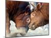 Two South Korean Bulls Lock Horns in the 2005 Bullfighting Festival in Seoul, South Korea-null-Mounted Photographic Print