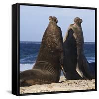 Two Southern Elephant Seal (Mirounga Leonina) Bulls Rear Up to Establish Dominance-Eleanor Scriven-Framed Stretched Canvas
