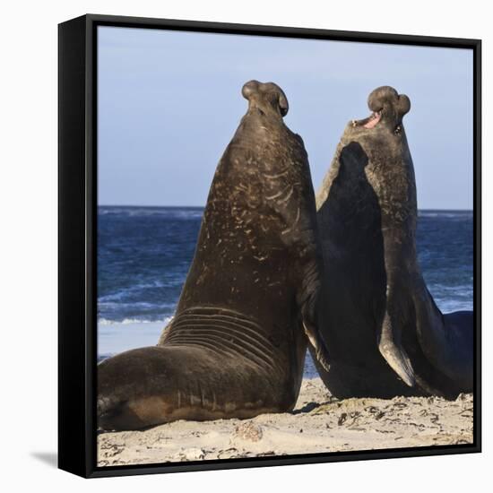 Two Southern Elephant Seal (Mirounga Leonina) Bulls Rear Up to Establish Dominance-Eleanor Scriven-Framed Stretched Canvas