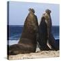 Two Southern Elephant Seal (Mirounga Leonina) Bulls Rear Up to Establish Dominance-Eleanor Scriven-Stretched Canvas