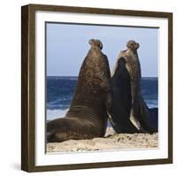 Two Southern Elephant Seal (Mirounga Leonina) Bulls Rear Up to Establish Dominance-Eleanor Scriven-Framed Photographic Print