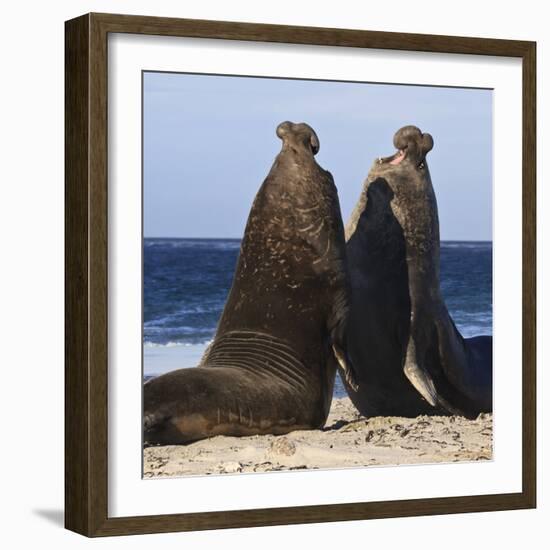 Two Southern Elephant Seal (Mirounga Leonina) Bulls Rear Up to Establish Dominance-Eleanor Scriven-Framed Photographic Print