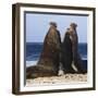 Two Southern Elephant Seal (Mirounga Leonina) Bulls Rear Up to Establish Dominance-Eleanor Scriven-Framed Photographic Print