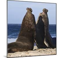 Two Southern Elephant Seal (Mirounga Leonina) Bulls Rear Up to Establish Dominance-Eleanor Scriven-Mounted Photographic Print