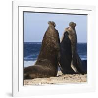 Two Southern Elephant Seal (Mirounga Leonina) Bulls Rear Up to Establish Dominance-Eleanor Scriven-Framed Photographic Print