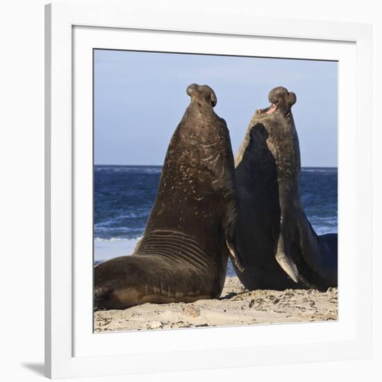 Two Southern Elephant Seal (Mirounga Leonina) Bulls Rear Up to Establish Dominance-Eleanor Scriven-Framed Photographic Print