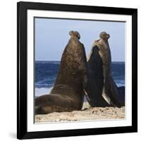 Two Southern Elephant Seal (Mirounga Leonina) Bulls Rear Up to Establish Dominance-Eleanor Scriven-Framed Photographic Print