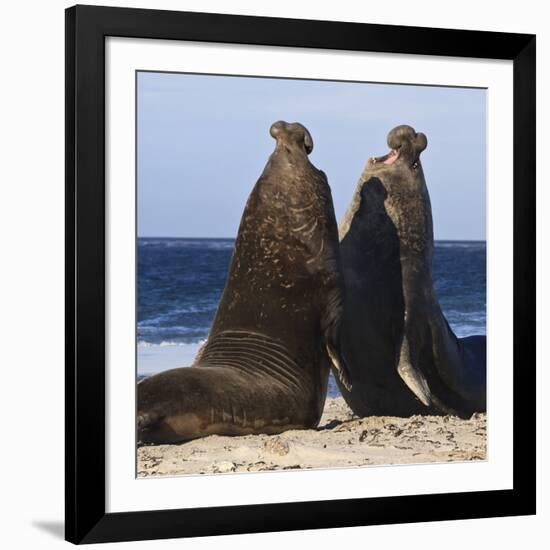 Two Southern Elephant Seal (Mirounga Leonina) Bulls Rear Up to Establish Dominance-Eleanor Scriven-Framed Photographic Print