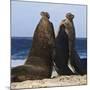 Two Southern Elephant Seal (Mirounga Leonina) Bulls Rear Up to Establish Dominance-Eleanor Scriven-Mounted Photographic Print