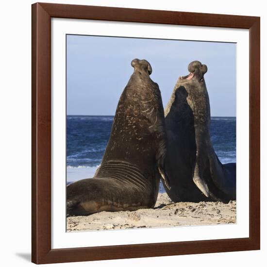 Two Southern Elephant Seal (Mirounga Leonina) Bulls Rear Up to Establish Dominance-Eleanor Scriven-Framed Photographic Print