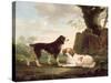 Two Spaniels in a Landscape-Charles Towne-Stretched Canvas
