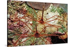Two Spider Hermit Crabs, Stenorhynchus Seticornis, Netherlands Antilles, Bonaire, Caribbean Sea-Reinhard Dirscherl-Stretched Canvas