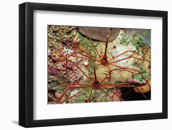 Two Spider Hermit Crabs, Stenorhynchus Seticornis, Netherlands Antilles, Bonaire, Caribbean Sea-Reinhard Dirscherl-Framed Premium Photographic Print