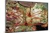 Two Spider Hermit Crabs, Stenorhynchus Seticornis, Netherlands Antilles, Bonaire, Caribbean Sea-Reinhard Dirscherl-Mounted Premium Photographic Print