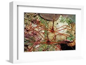 Two Spider Hermit Crabs, Stenorhynchus Seticornis, Netherlands Antilles, Bonaire, Caribbean Sea-Reinhard Dirscherl-Framed Photographic Print