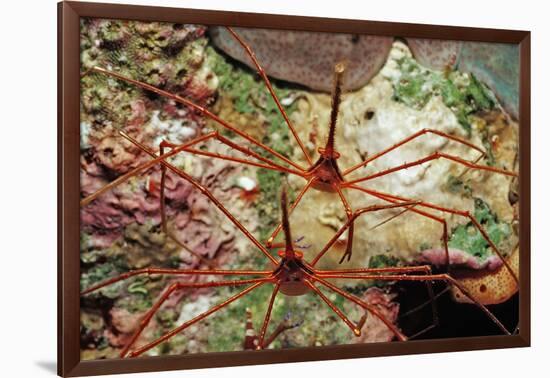 Two Spider Hermit Crabs, Stenorhynchus Seticornis, Netherlands Antilles, Bonaire, Caribbean Sea-Reinhard Dirscherl-Framed Photographic Print