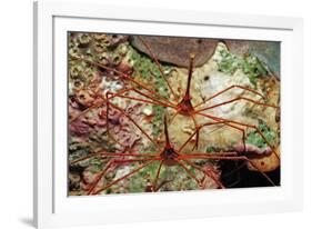 Two Spider Hermit Crabs, Stenorhynchus Seticornis, Netherlands Antilles, Bonaire, Caribbean Sea-Reinhard Dirscherl-Framed Photographic Print