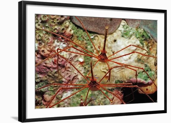 Two Spider Hermit Crabs, Stenorhynchus Seticornis, Netherlands Antilles, Bonaire, Caribbean Sea-Reinhard Dirscherl-Framed Photographic Print