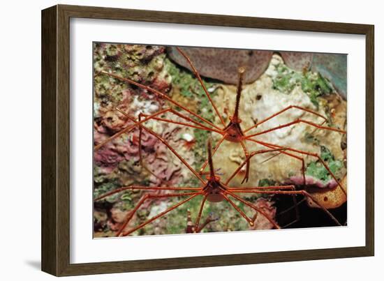 Two Spider Hermit Crabs, Stenorhynchus Seticornis, Netherlands Antilles, Bonaire, Caribbean Sea-Reinhard Dirscherl-Framed Photographic Print