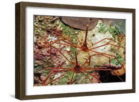 Two Spider Hermit Crabs, Stenorhynchus Seticornis, Netherlands Antilles, Bonaire, Caribbean Sea-Reinhard Dirscherl-Framed Photographic Print