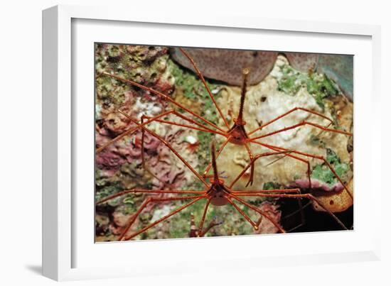Two Spider Hermit Crabs, Stenorhynchus Seticornis, Netherlands Antilles, Bonaire, Caribbean Sea-Reinhard Dirscherl-Framed Photographic Print