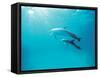 Two Spinner Dolphins-null-Framed Stretched Canvas