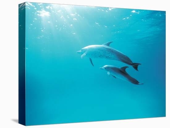 Two Spinner Dolphins-null-Stretched Canvas