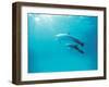 Two Spinner Dolphins-null-Framed Photographic Print