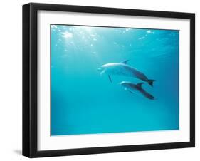 Two Spinner Dolphins-null-Framed Photographic Print