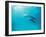 Two Spinner Dolphins-null-Framed Photographic Print