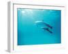 Two Spinner Dolphins-null-Framed Photographic Print