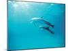 Two Spinner Dolphins-null-Mounted Photographic Print