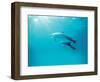 Two Spinner Dolphins-null-Framed Photographic Print