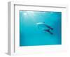 Two Spinner Dolphins-null-Framed Photographic Print