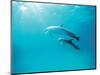 Two Spinner Dolphins-null-Mounted Photographic Print